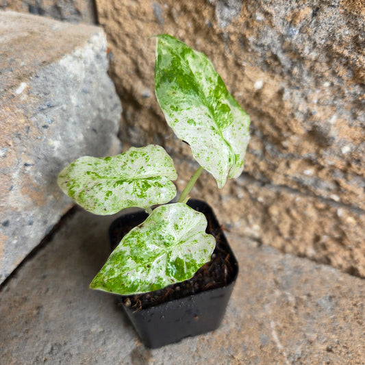 Alocasia odora Variegated