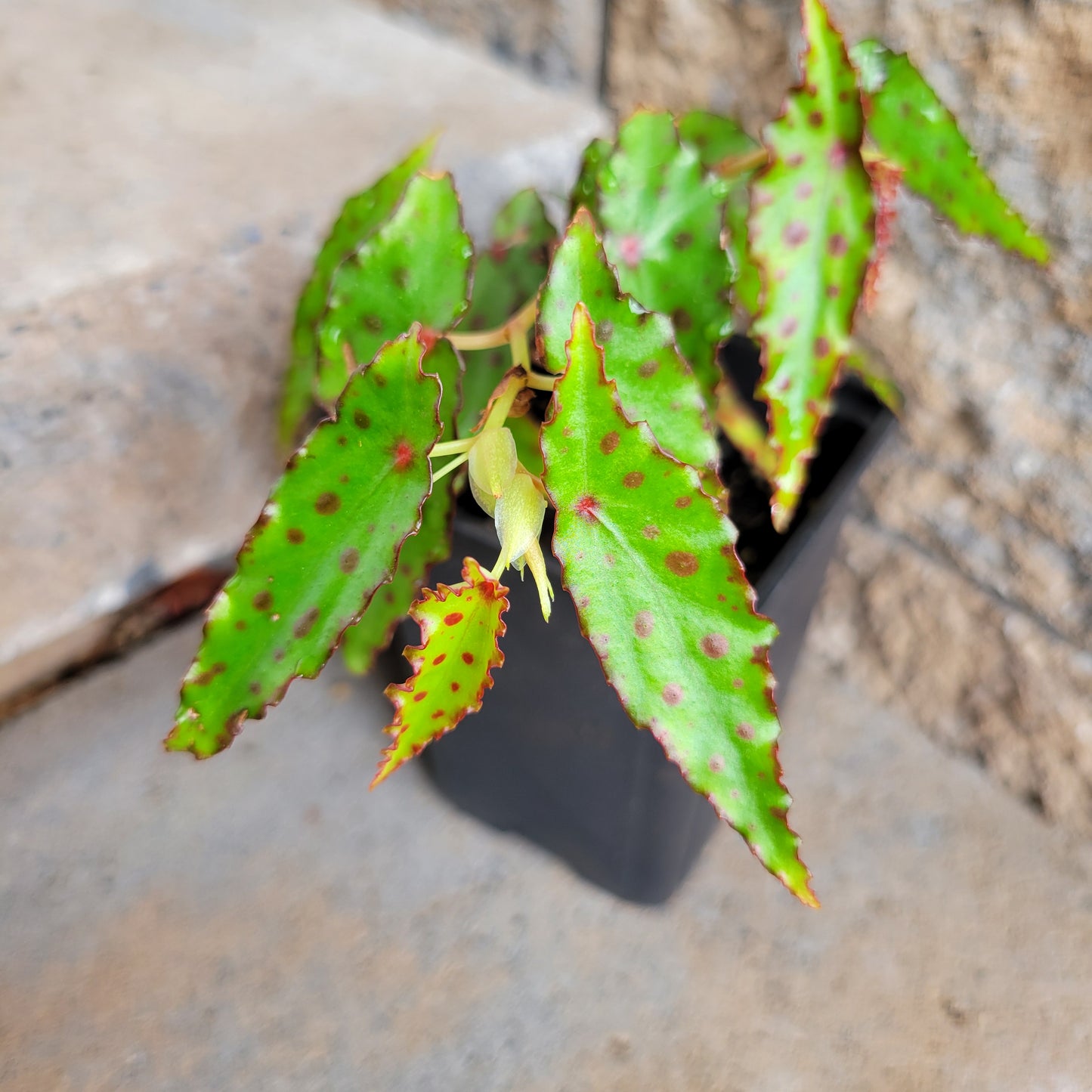 Begonia amphioxus