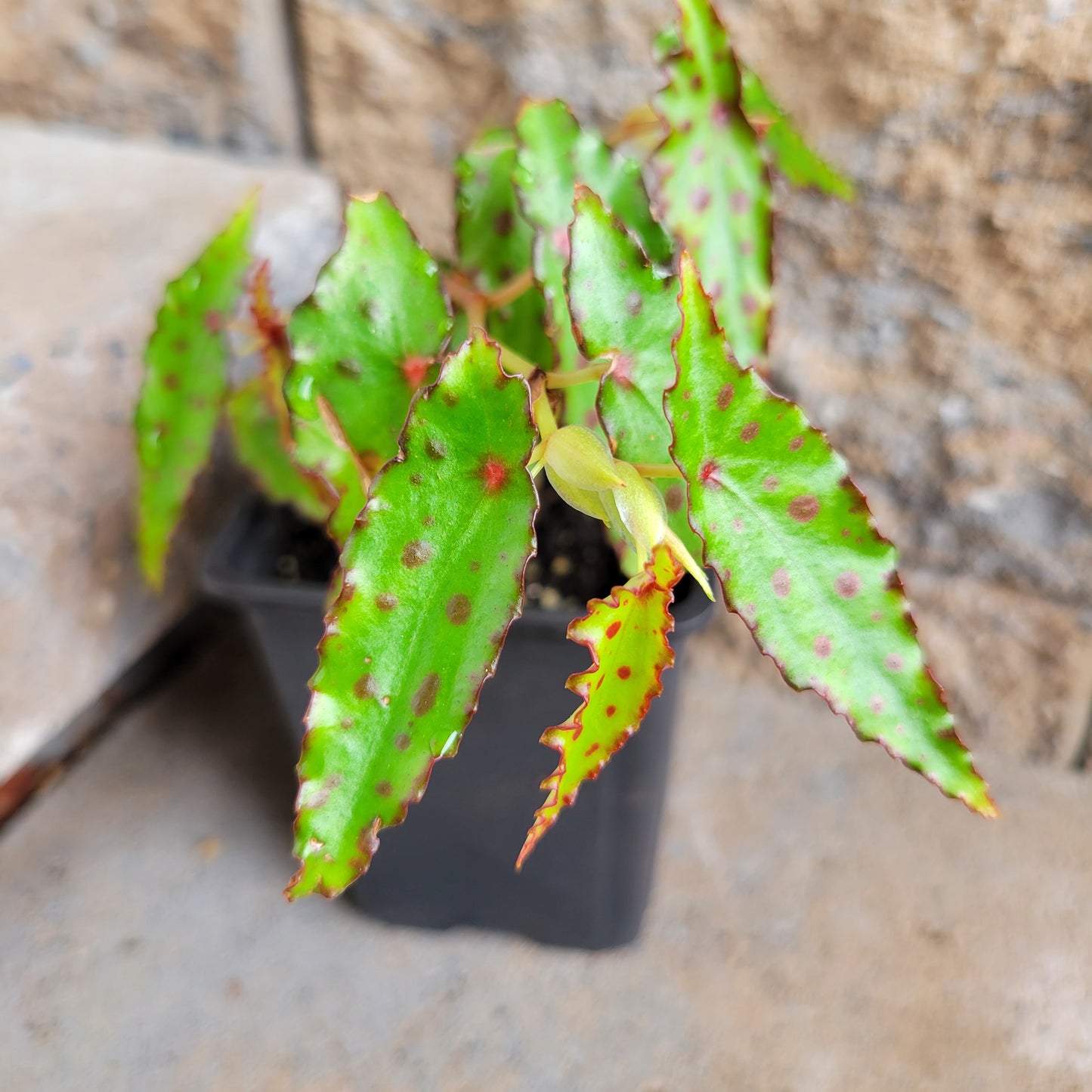 Begonia amphioxus