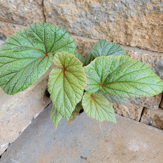 Begonia Angel Wings 'Sinbad'