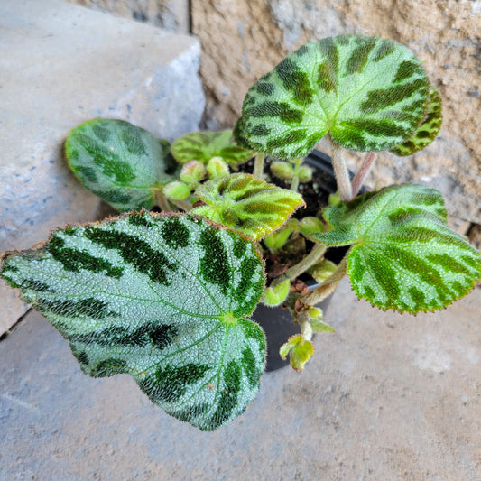 Begonia imperialis