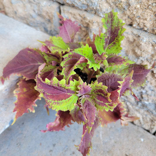 Coleus 'Dark Ruffles'