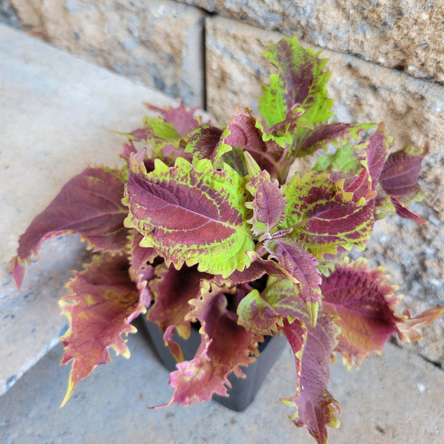 Coleus 'Dark Ruffles'