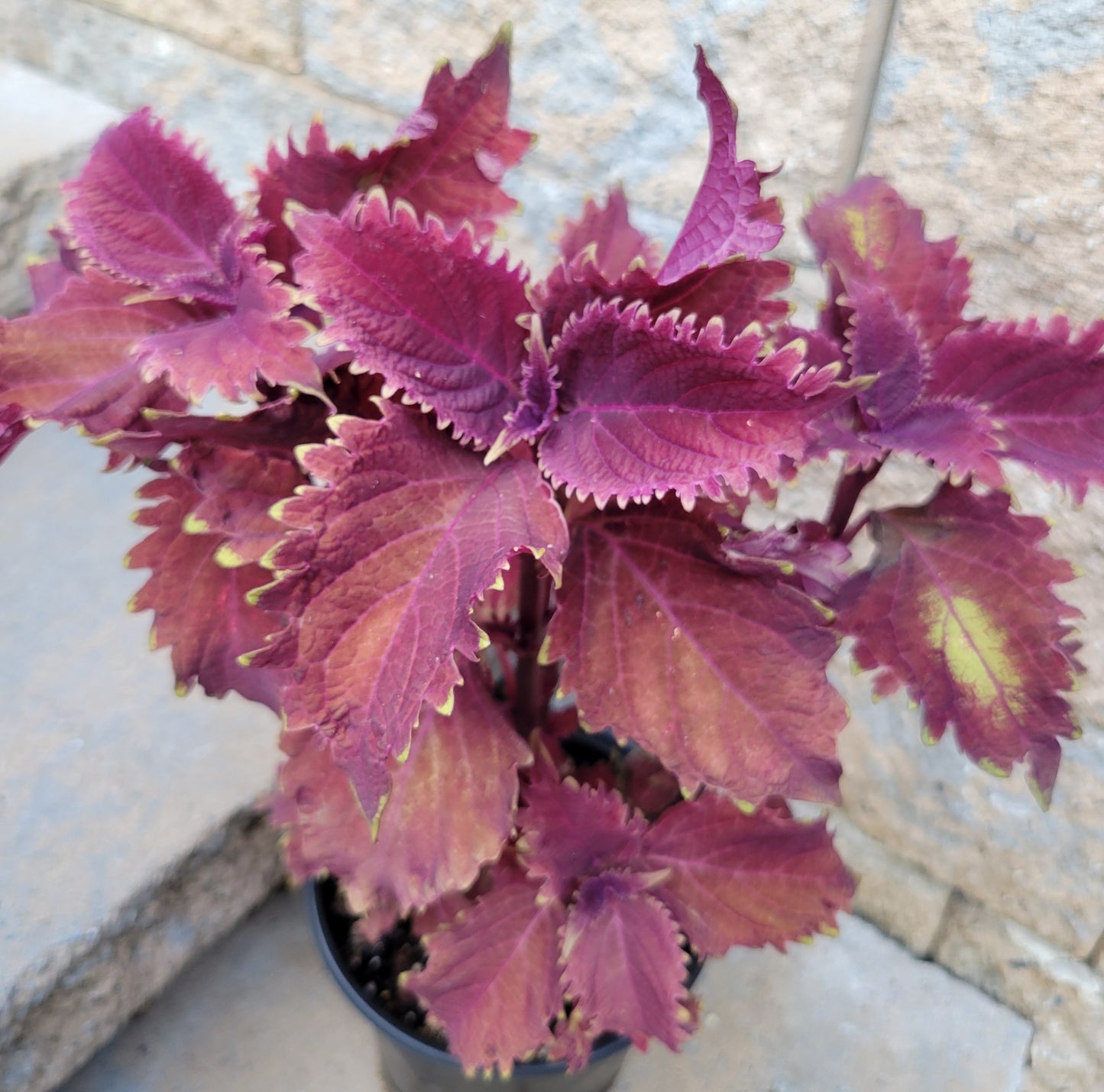 Coleus 'Dark Ruffles'