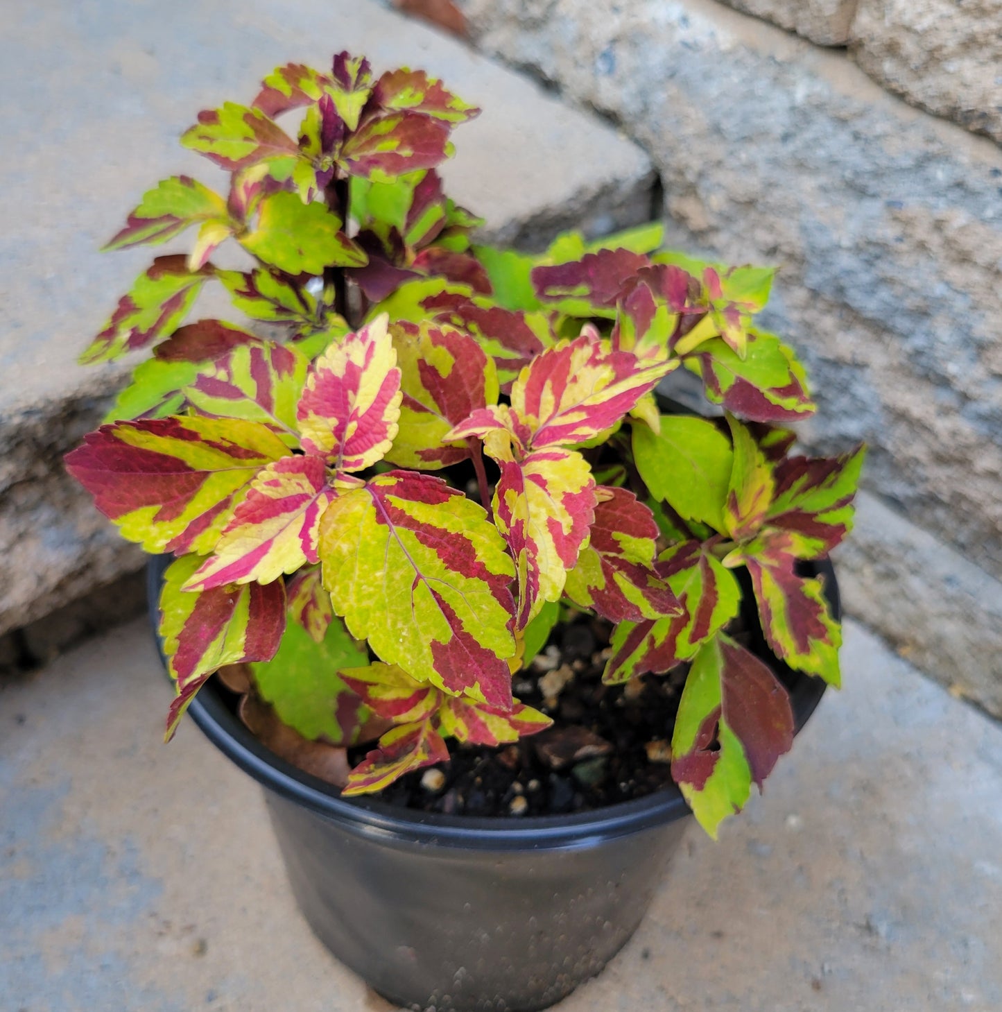 Coleus 'Finger Paint'