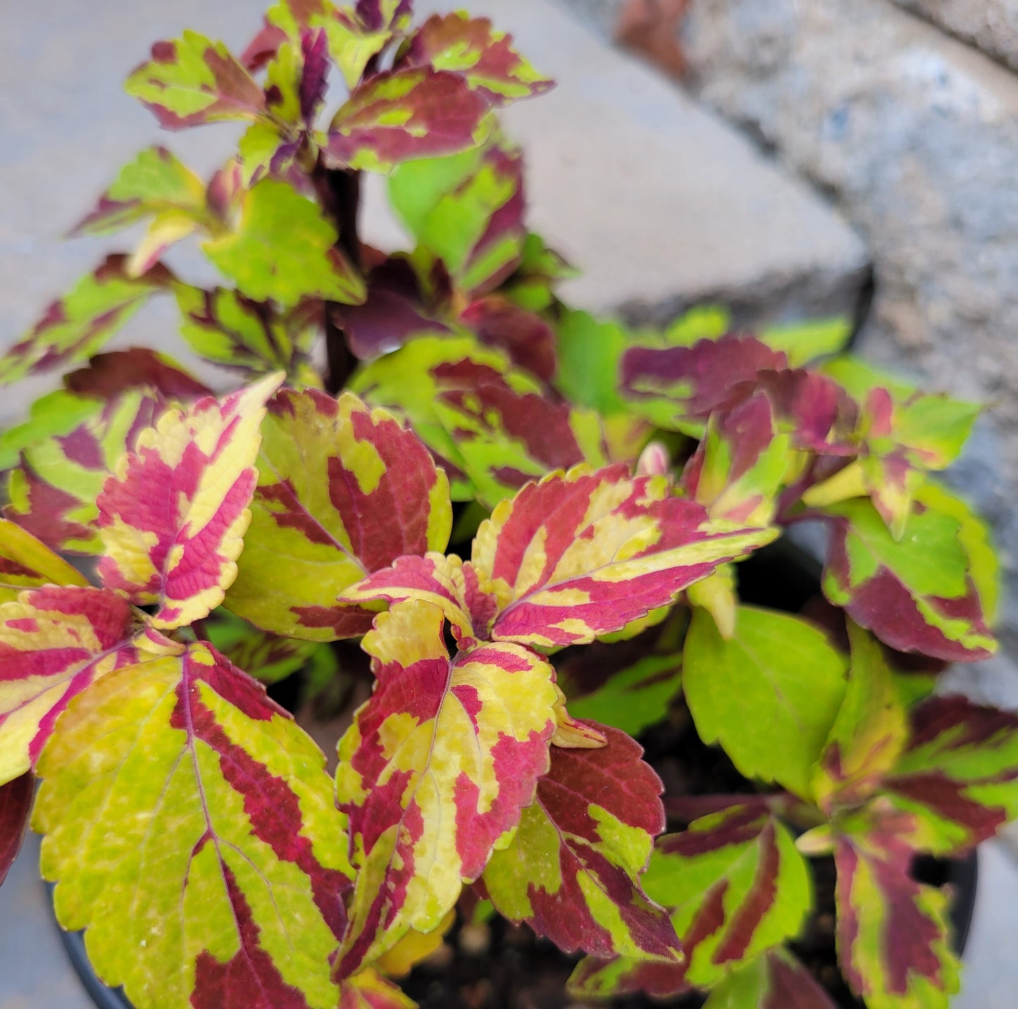 Coleus 'Finger Paint'