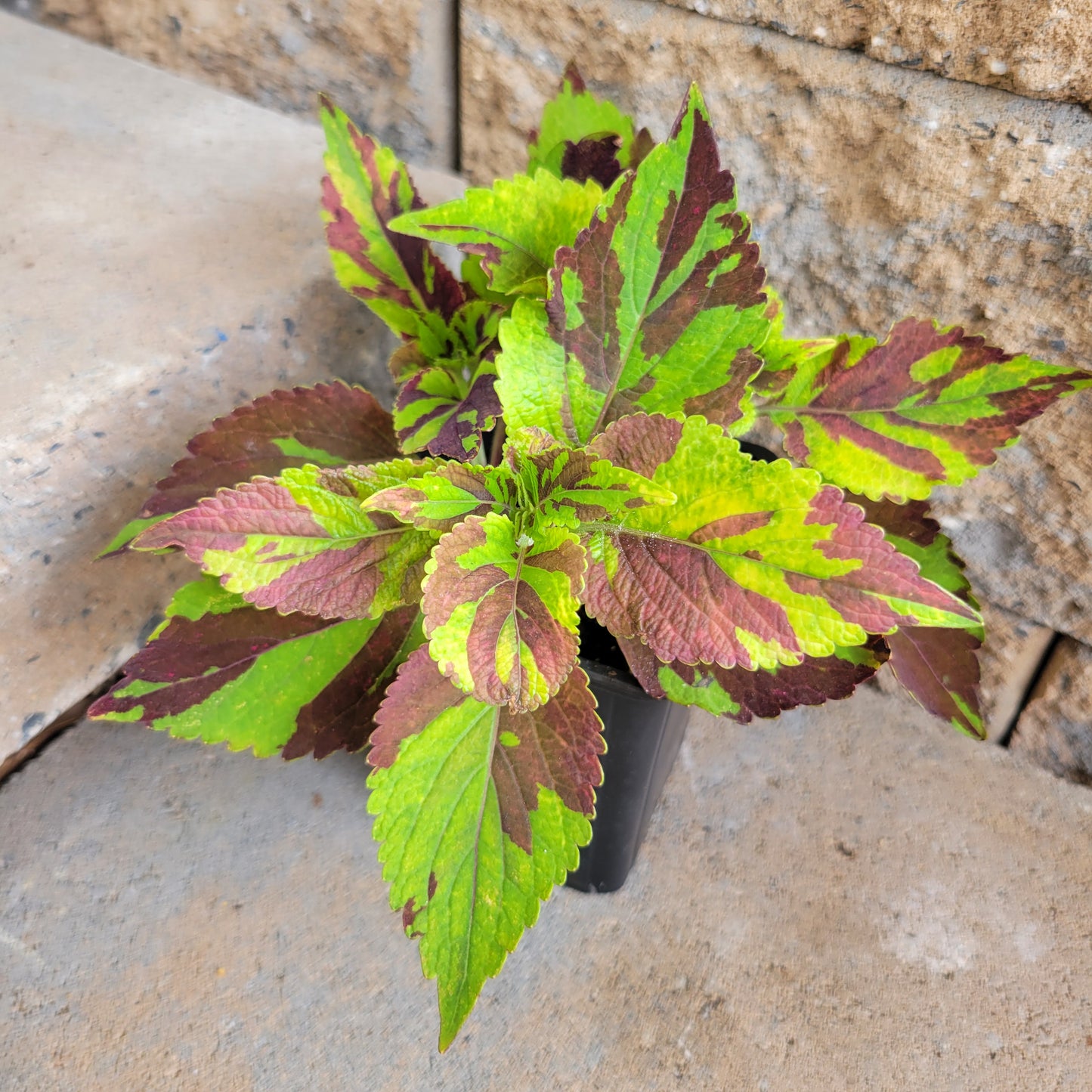 Coleus 'Finger Paint'