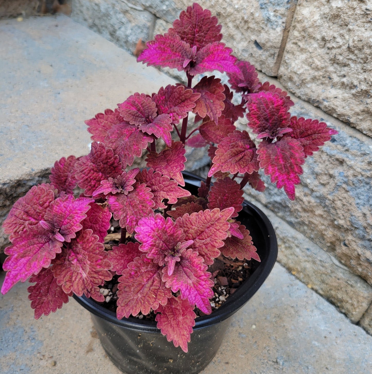 Coleus 'Solar Eclipse'