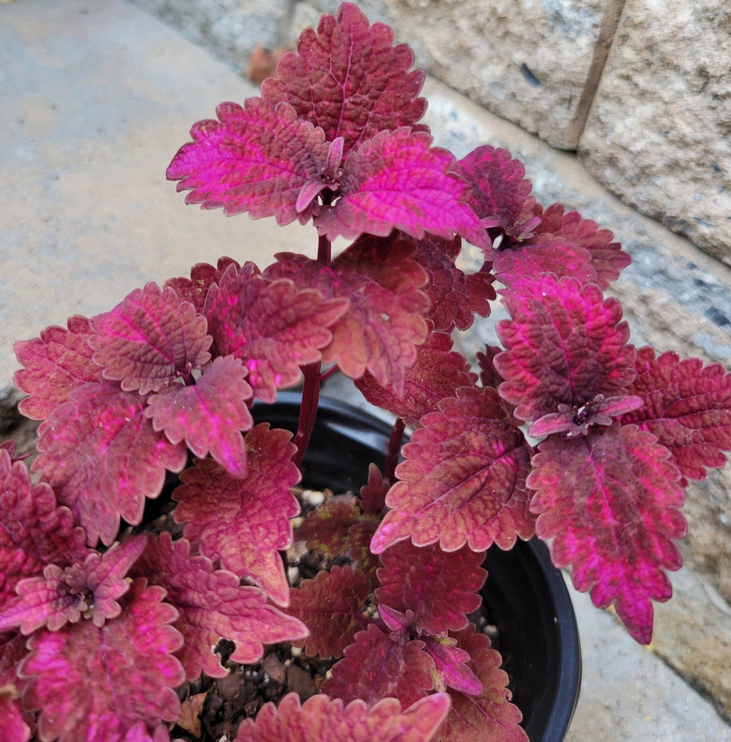 Coleus 'Solar Eclipse'