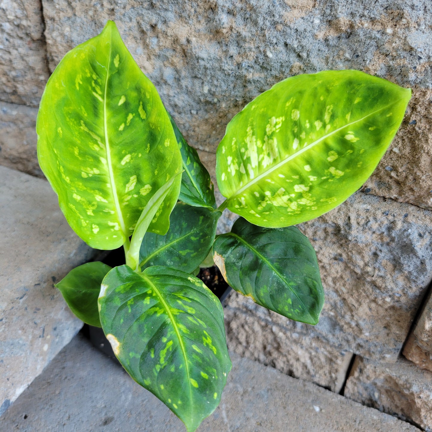 Dieffenbachia 'Reflector'