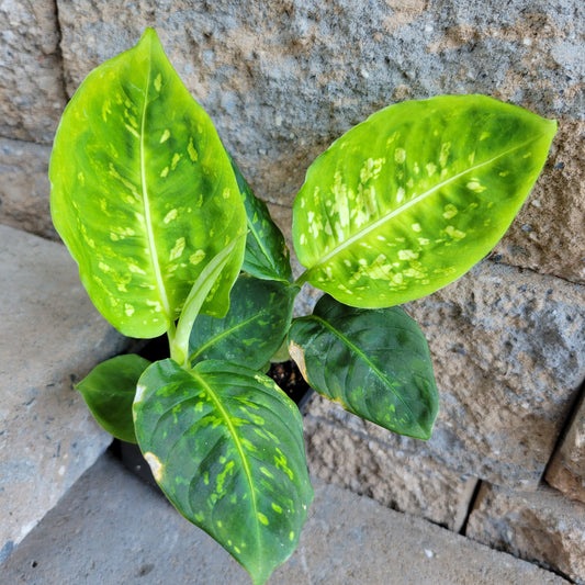 Dieffenbachia 'Reflector'