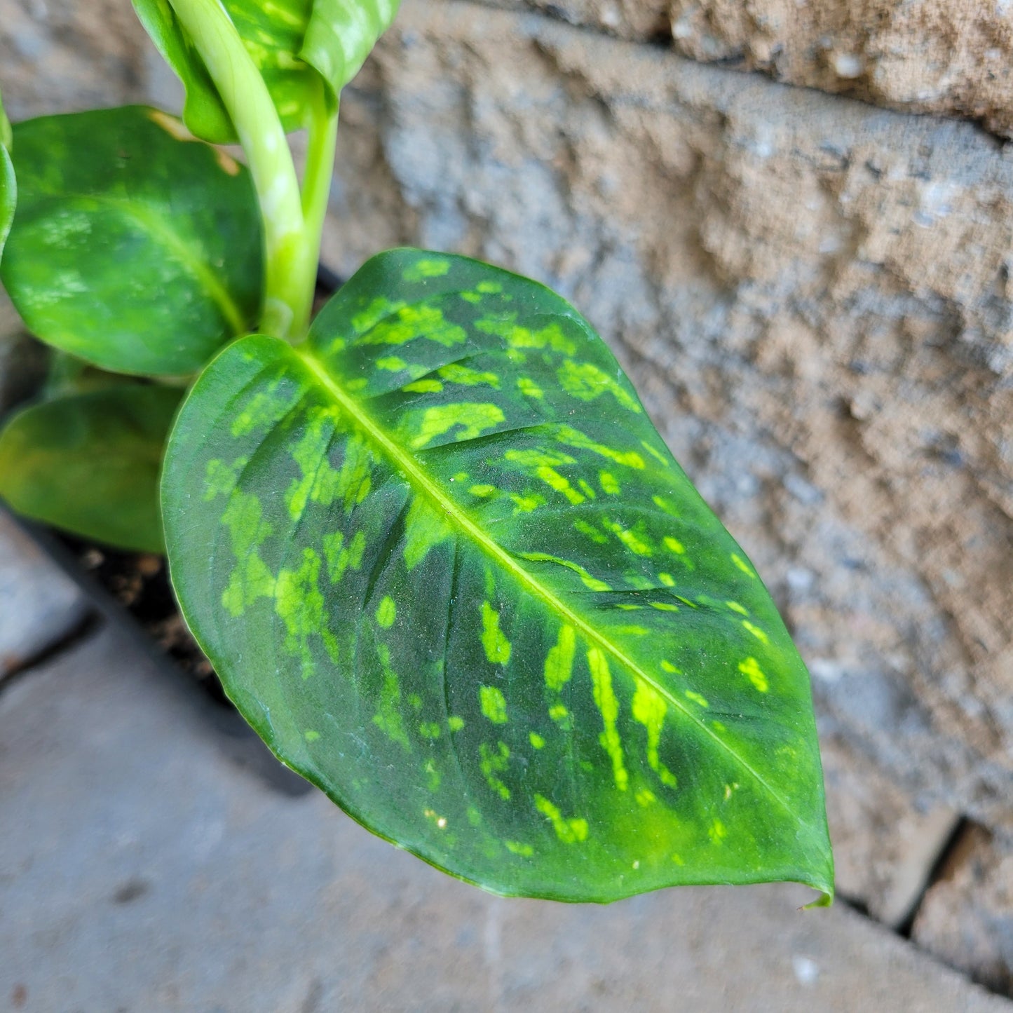 Dieffenbachia 'Reflector'