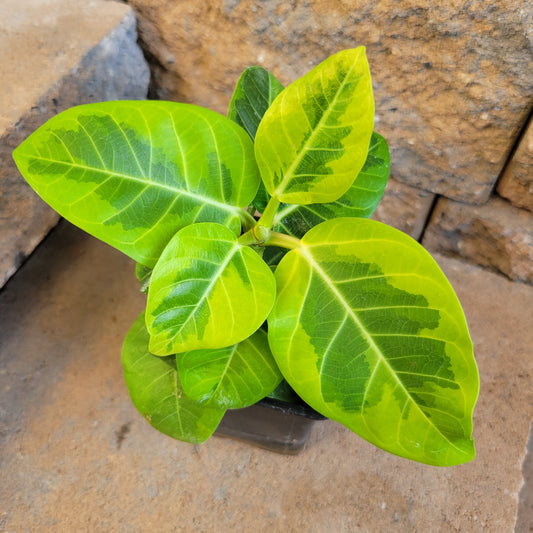 Ficus altissima 'Yellow Gem'