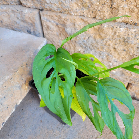 Monstera adansonii