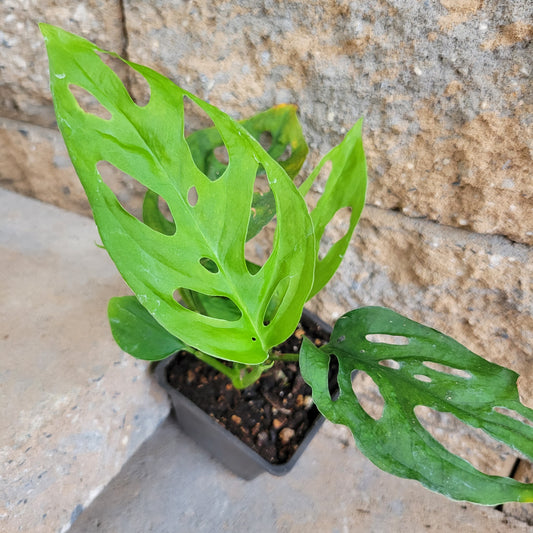 Monstera Obliqua Expilata