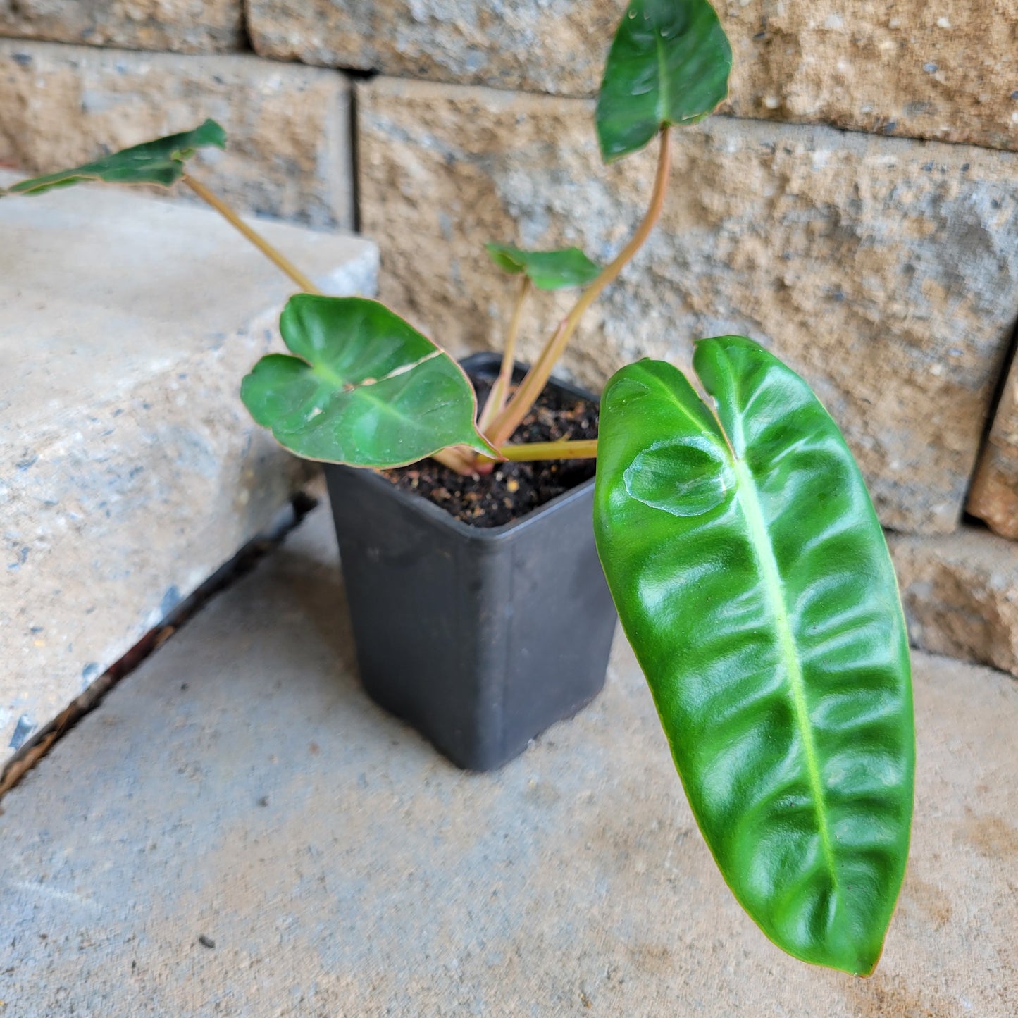 Philodendron billietiae