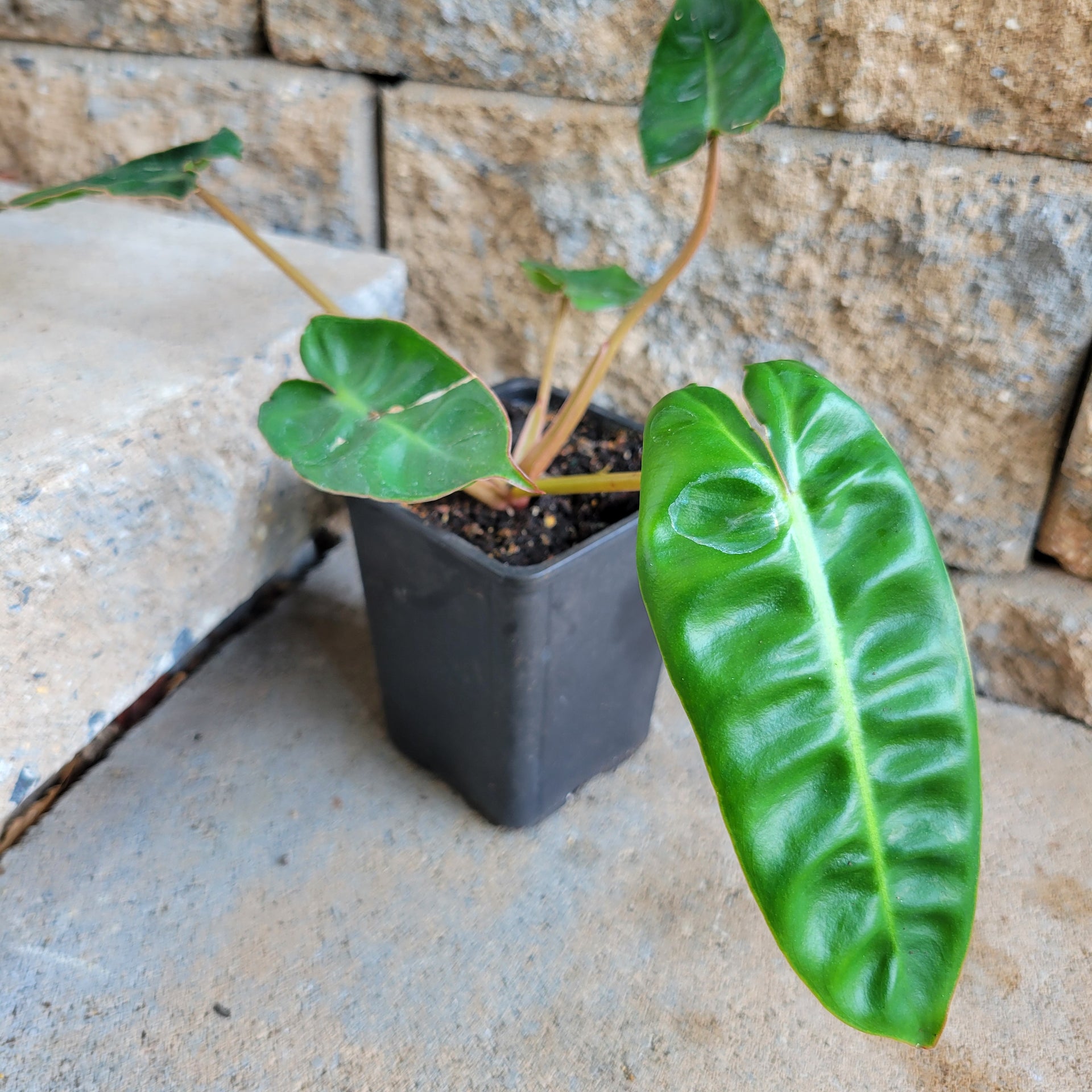 blitz philodendron Philodendron billietiae