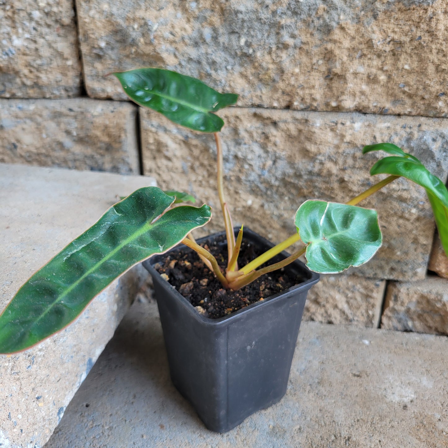 Philodendron billietiae