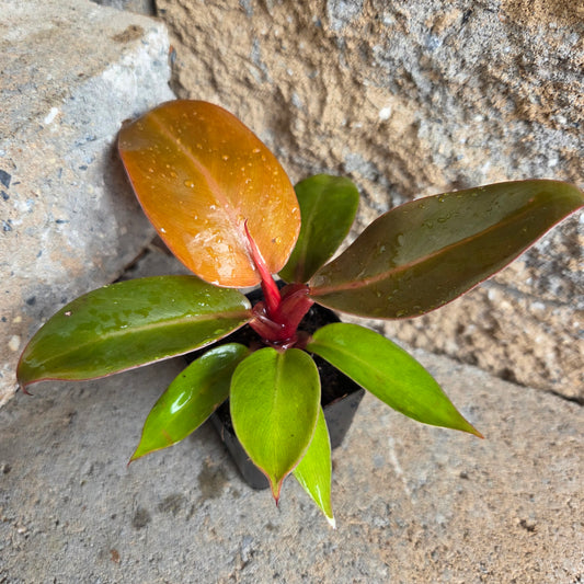 Philodendron ‘Prince of Orange’
