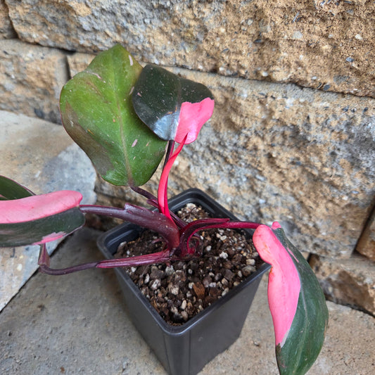 Philodendron rubrum 'Pink'