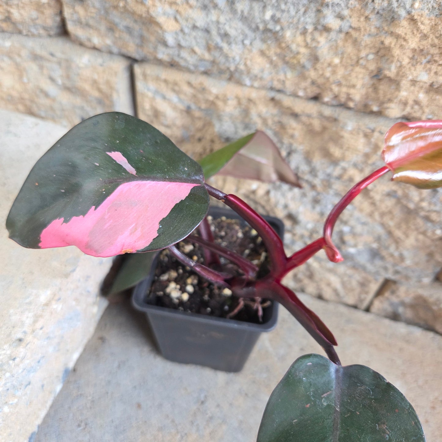 Philodendron rubrum 'Pink'