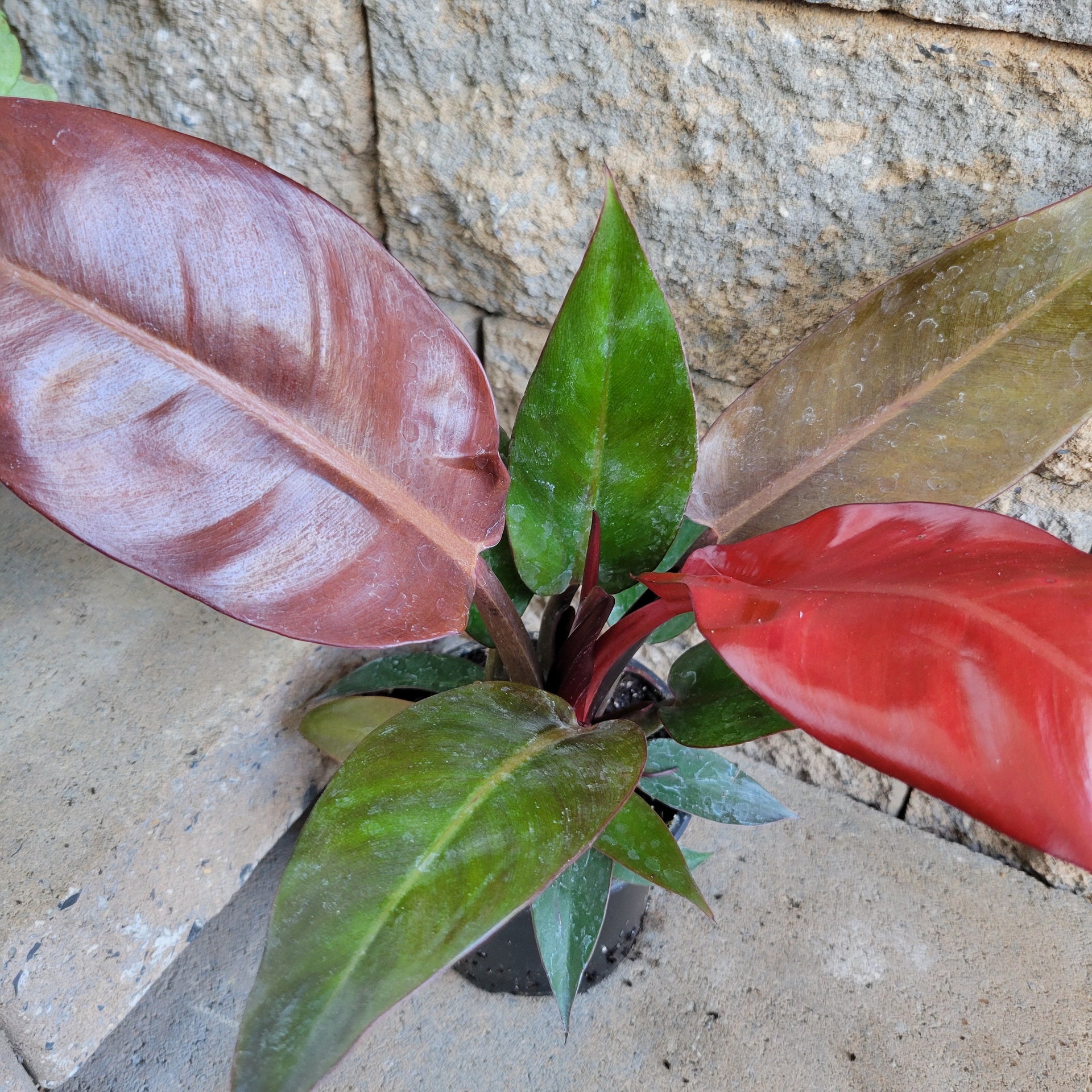 philodendron sun red Philodendron 'Sun Red'