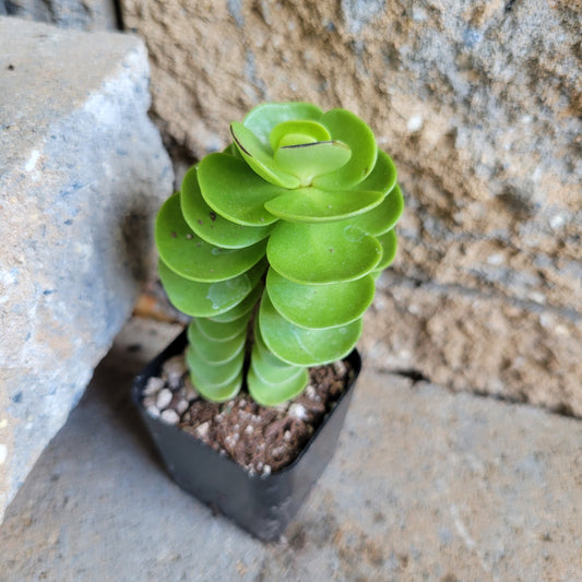 Portulaca molokiniensis