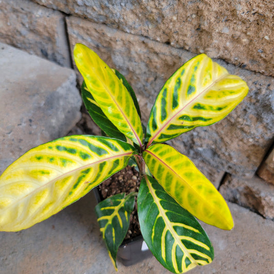 Sanchezia Nobilis Ellen