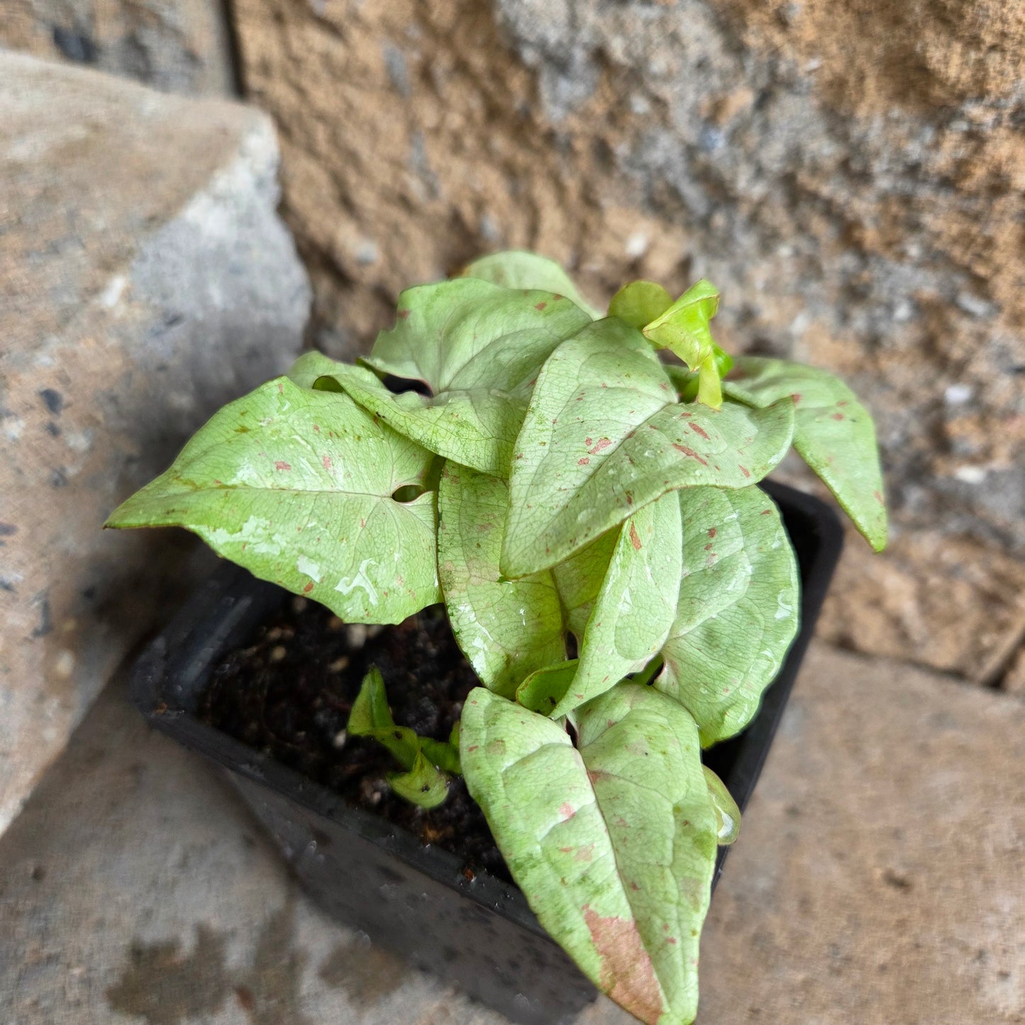 Syngonium podophyllum 'Milk Confetti'