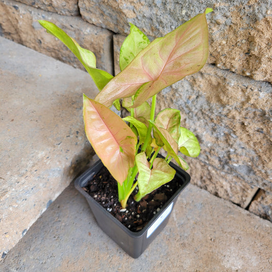 Syngonium podophyllum 'Pink/Green'