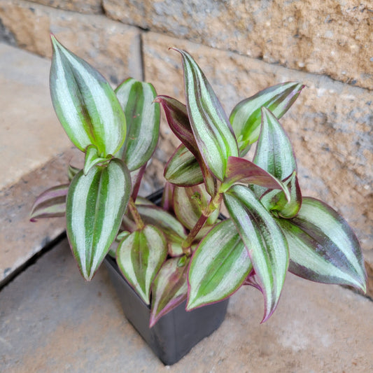 Tradescantia 'Purple'