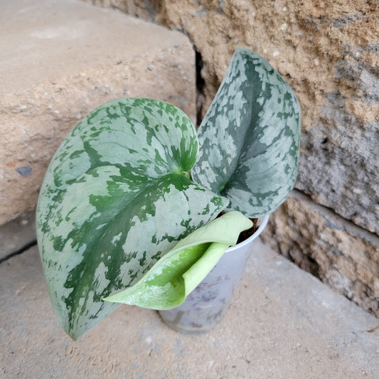 Scindapsus pictus 'Satin Pothos'