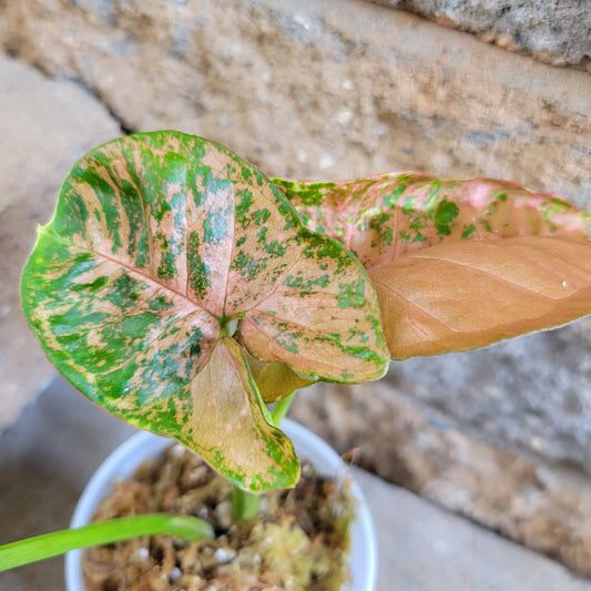 Syngonium podophyllum 'Pink/Green'